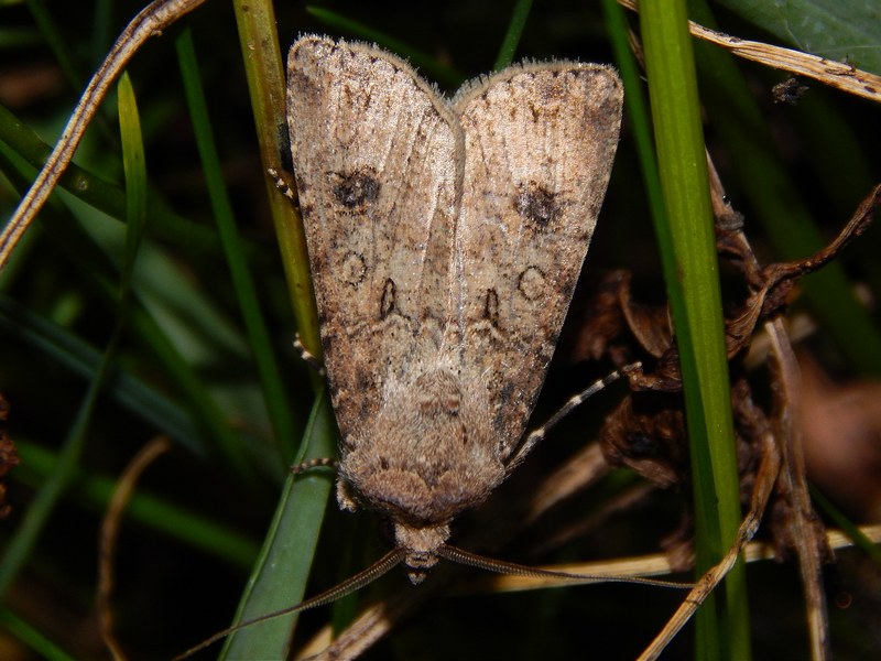 Noctuidae da ID